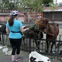 Cow Feeding