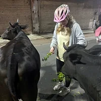 Cow Feeding