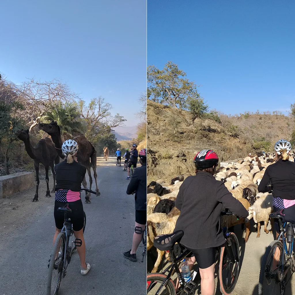Cycling at the way to Nahargarh Fort